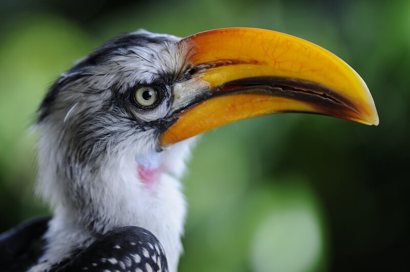 Hornbill Bird Head — Yellow, Natural