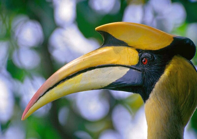 Hornbill Bird Head — Yellow