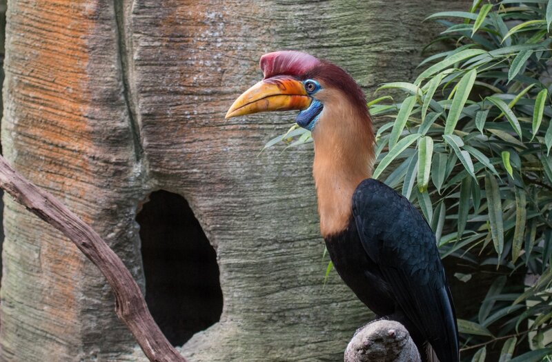 Hornbill Bird on Branch