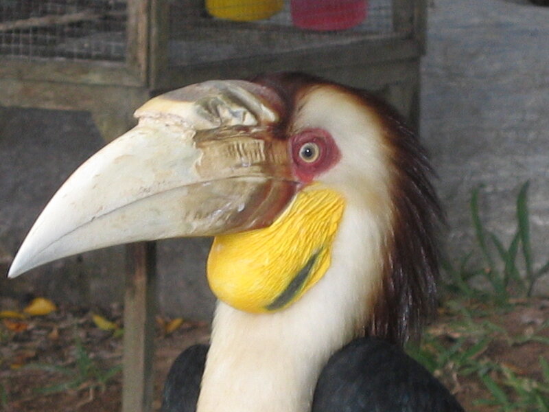 Hornbill Bird