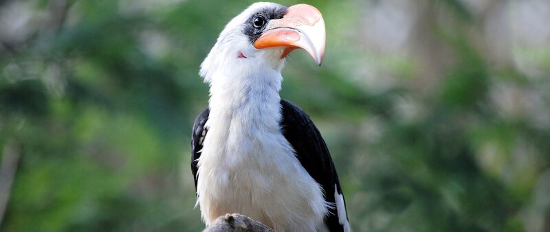 Hornbill Bird — White