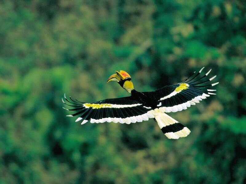 Hornbill in Flight — Green