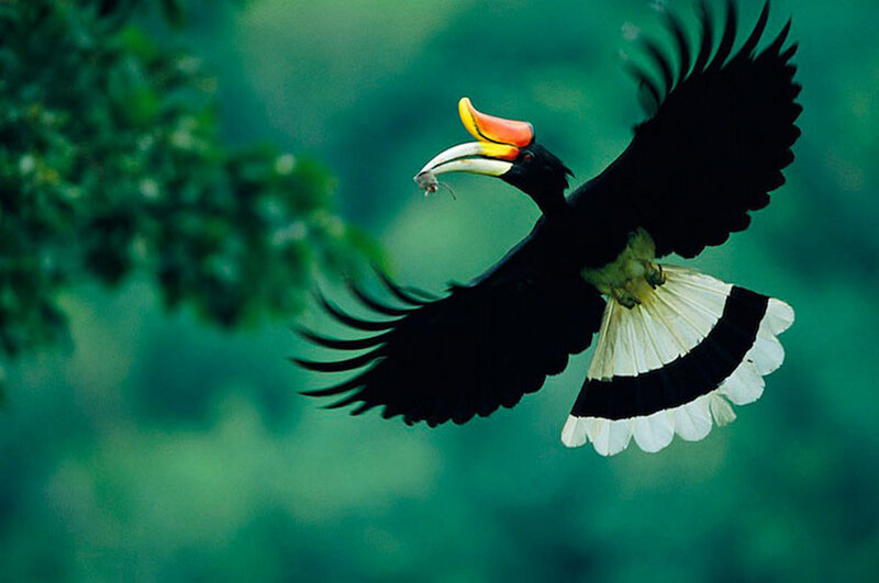 Hornbill in Flight