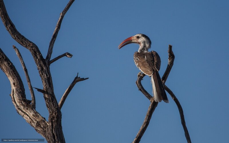 Hornbill on a bare branch