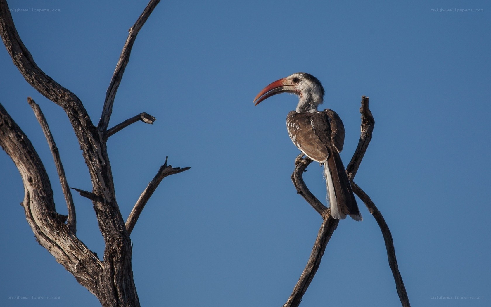 Hornbill on a bare branch