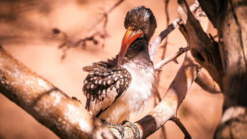 Hornbill on a Branch — Brown