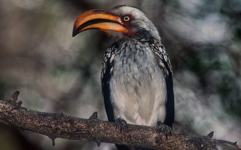 Hornbill on a Branch — Gray