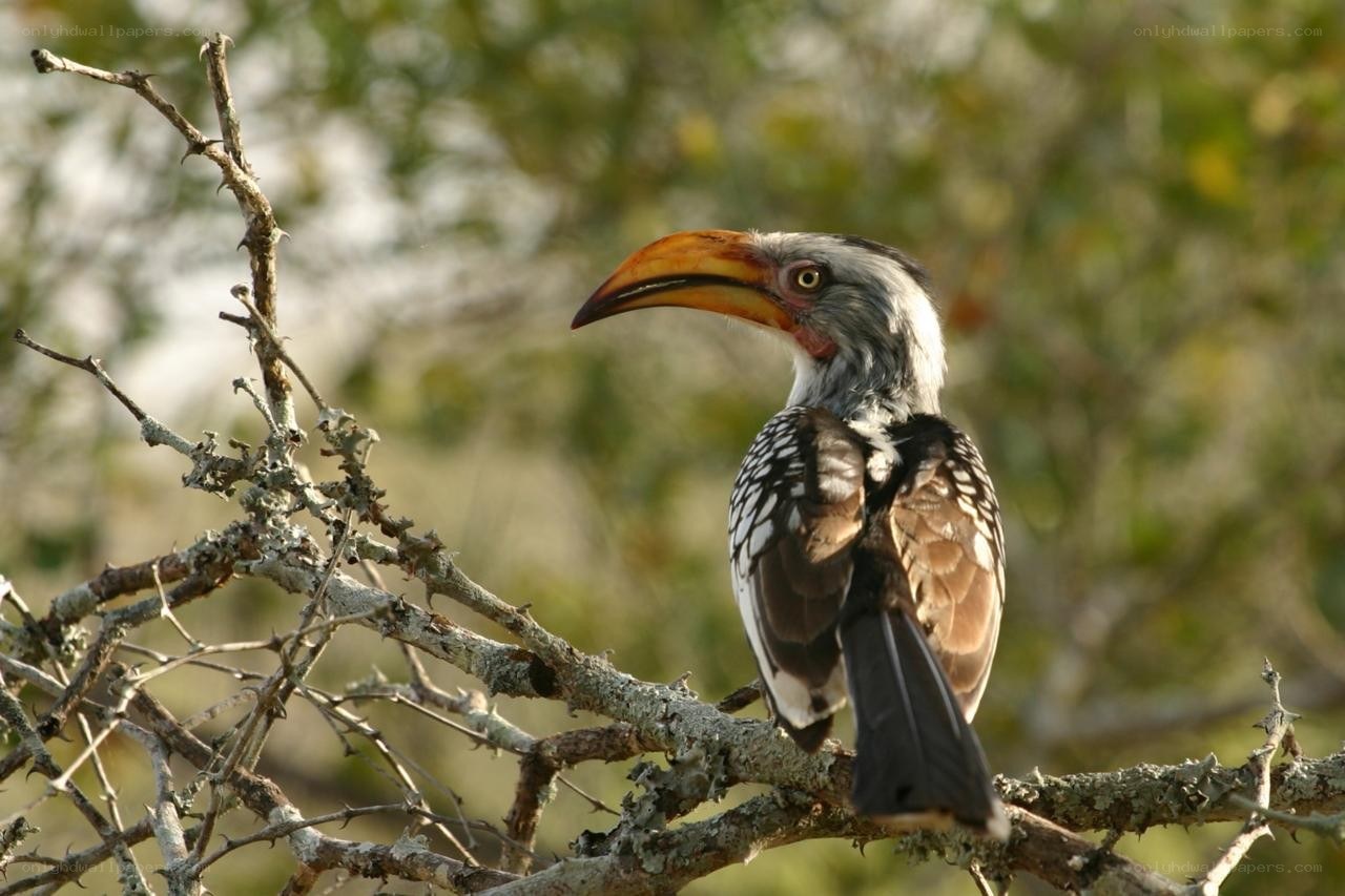 Hornbill on a branch