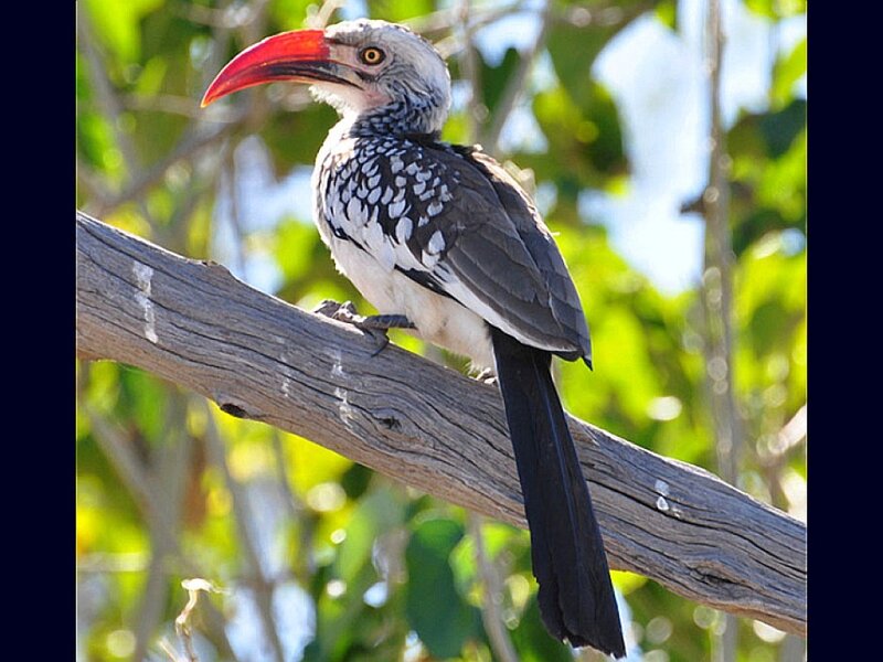 hornbill on a tree branch