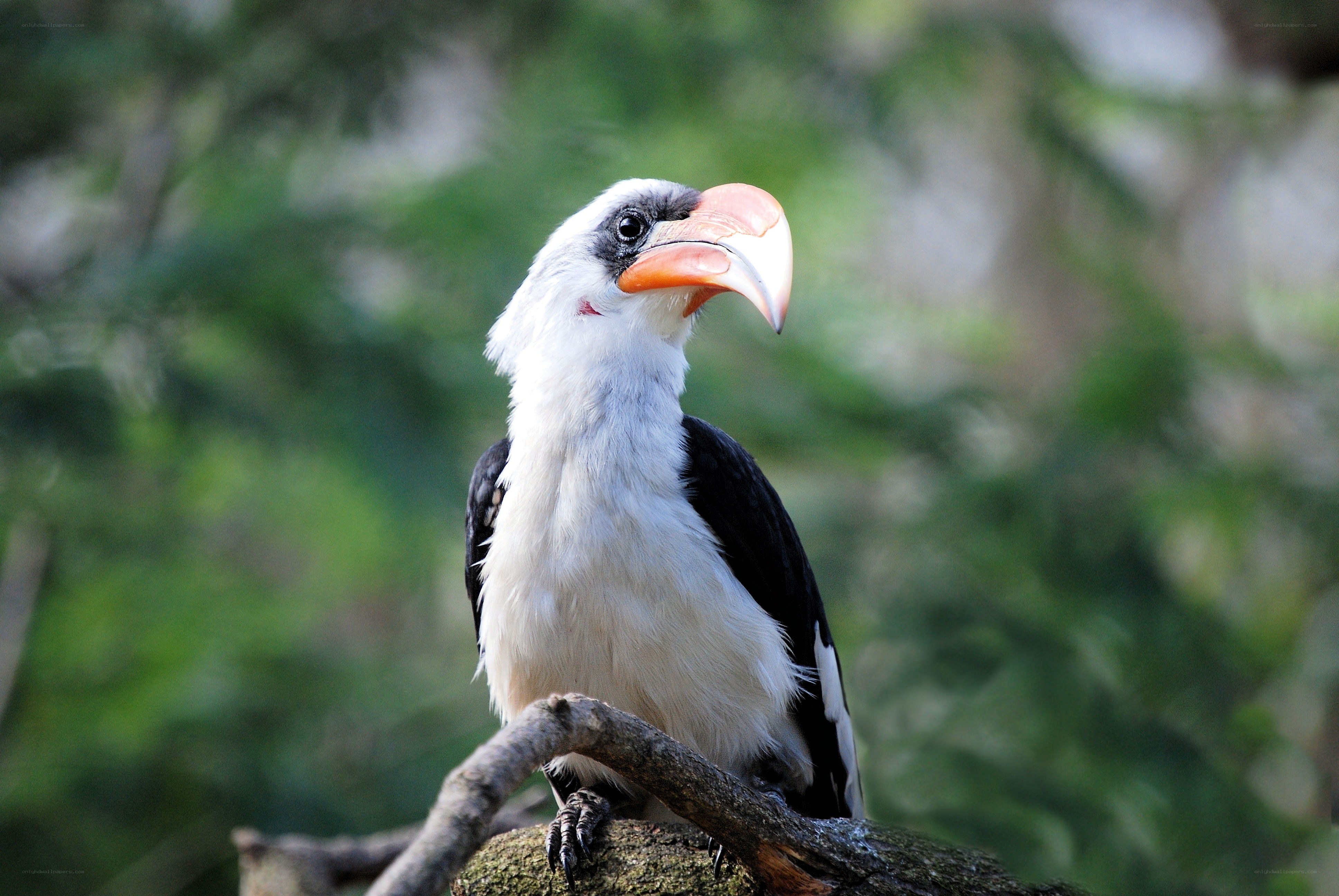 Hornbill on a tree branch