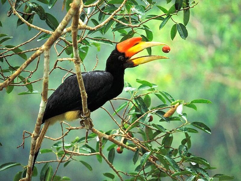 Hornbill on Tree Branch