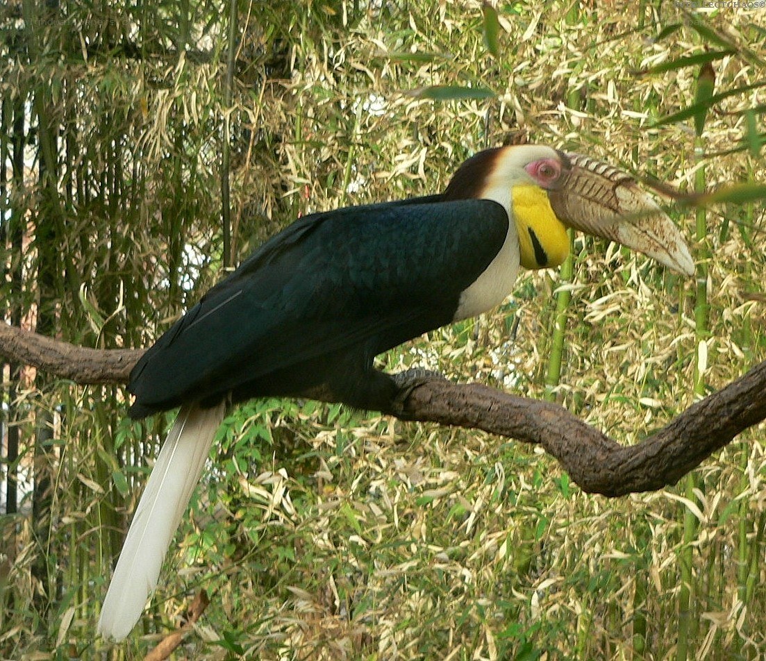 hornbill perched on a branch