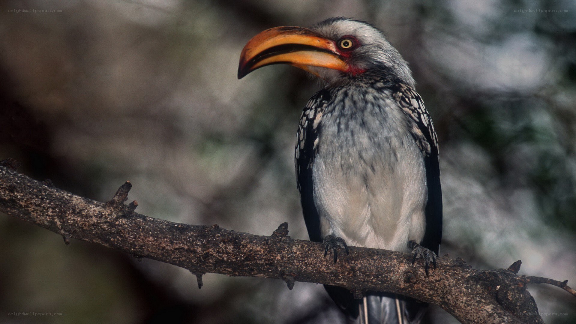 hornbill perched on a branch