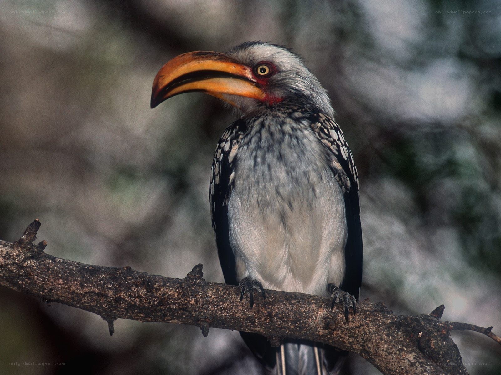 hornbill perched on branch