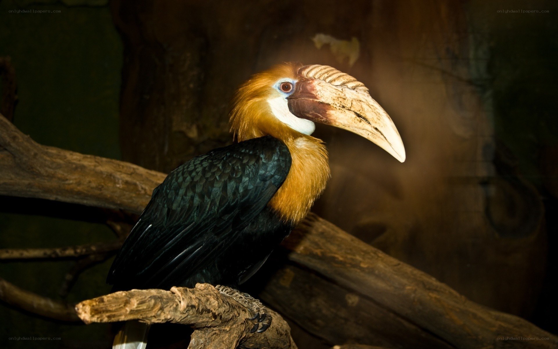 hornbill perched on branch