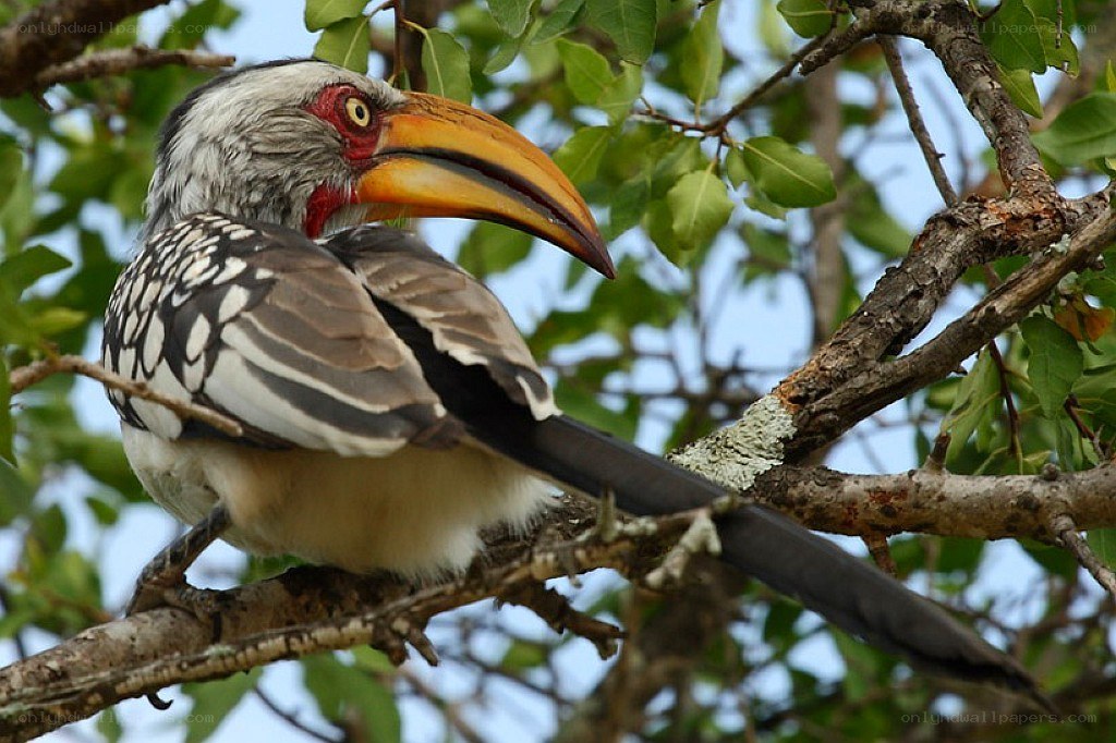 hornbill perched on tree branch
