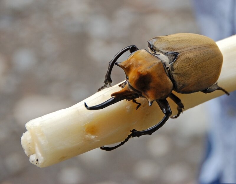 Horned Beetle on Stalk