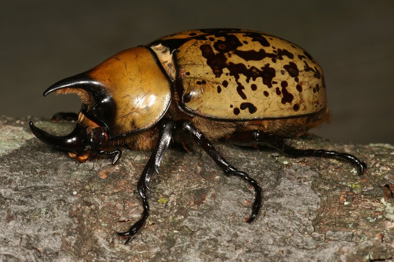 horned beetle on tree bark