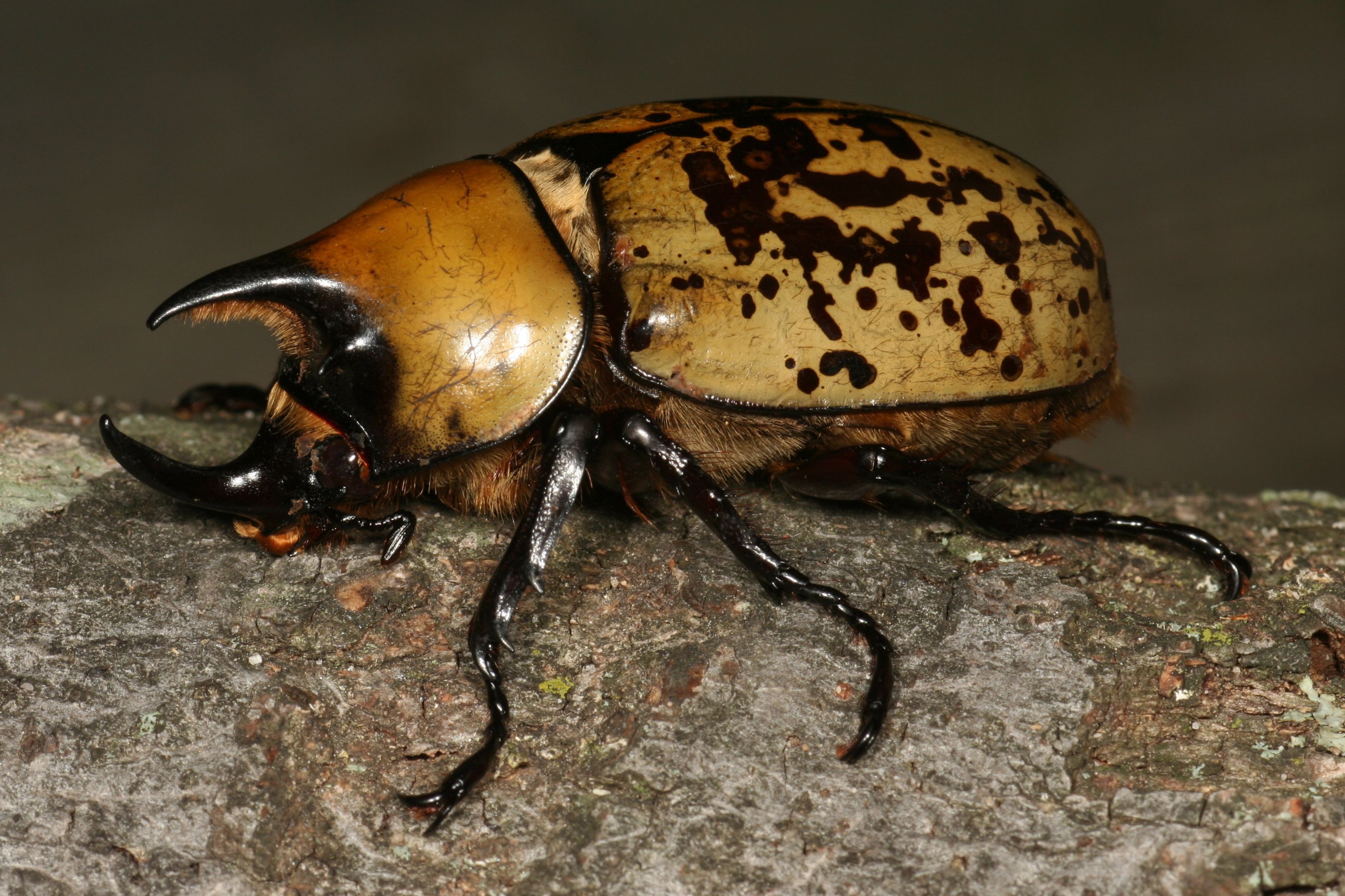 horned beetle on tree bark