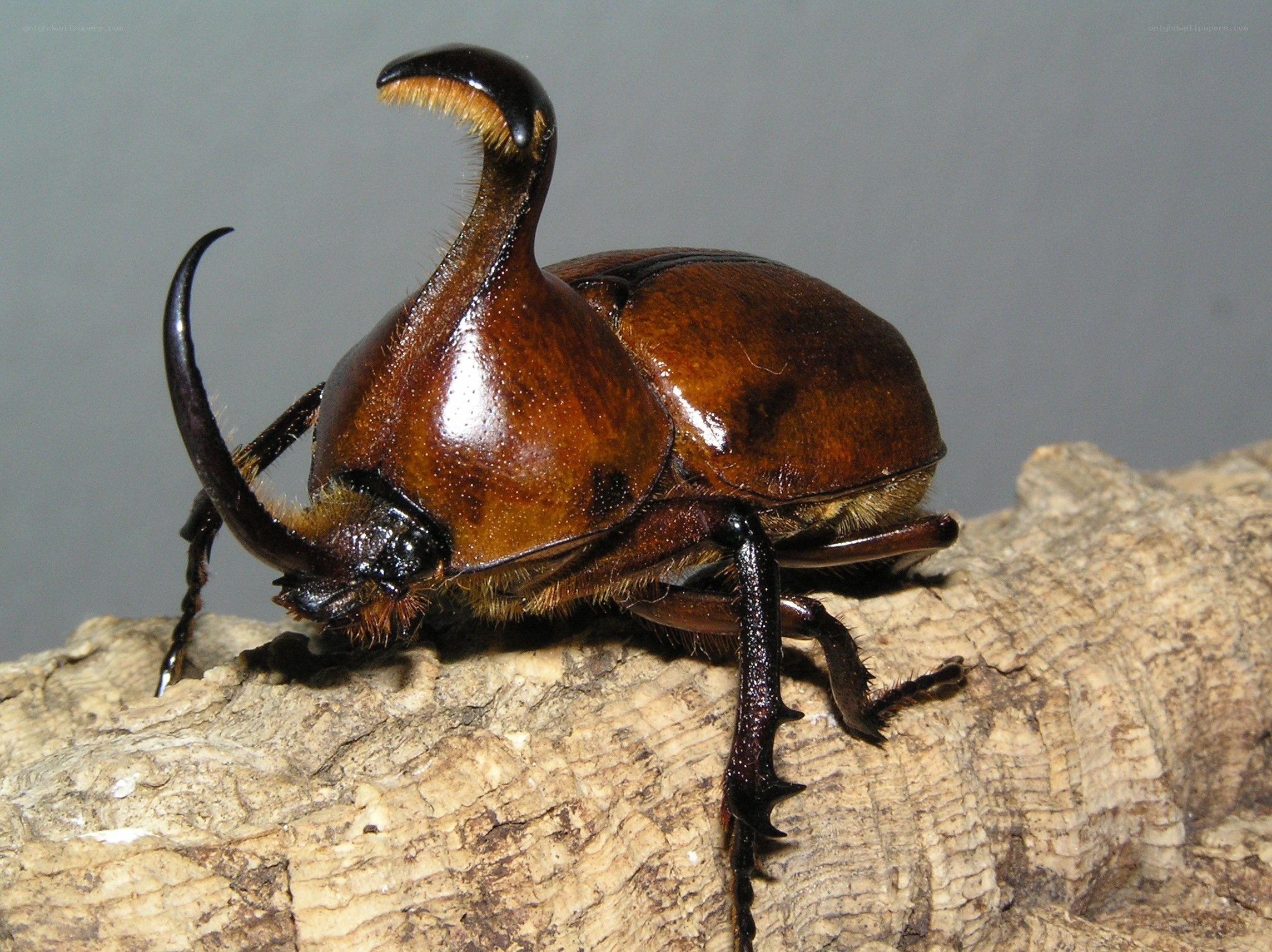 horned beetle on wood