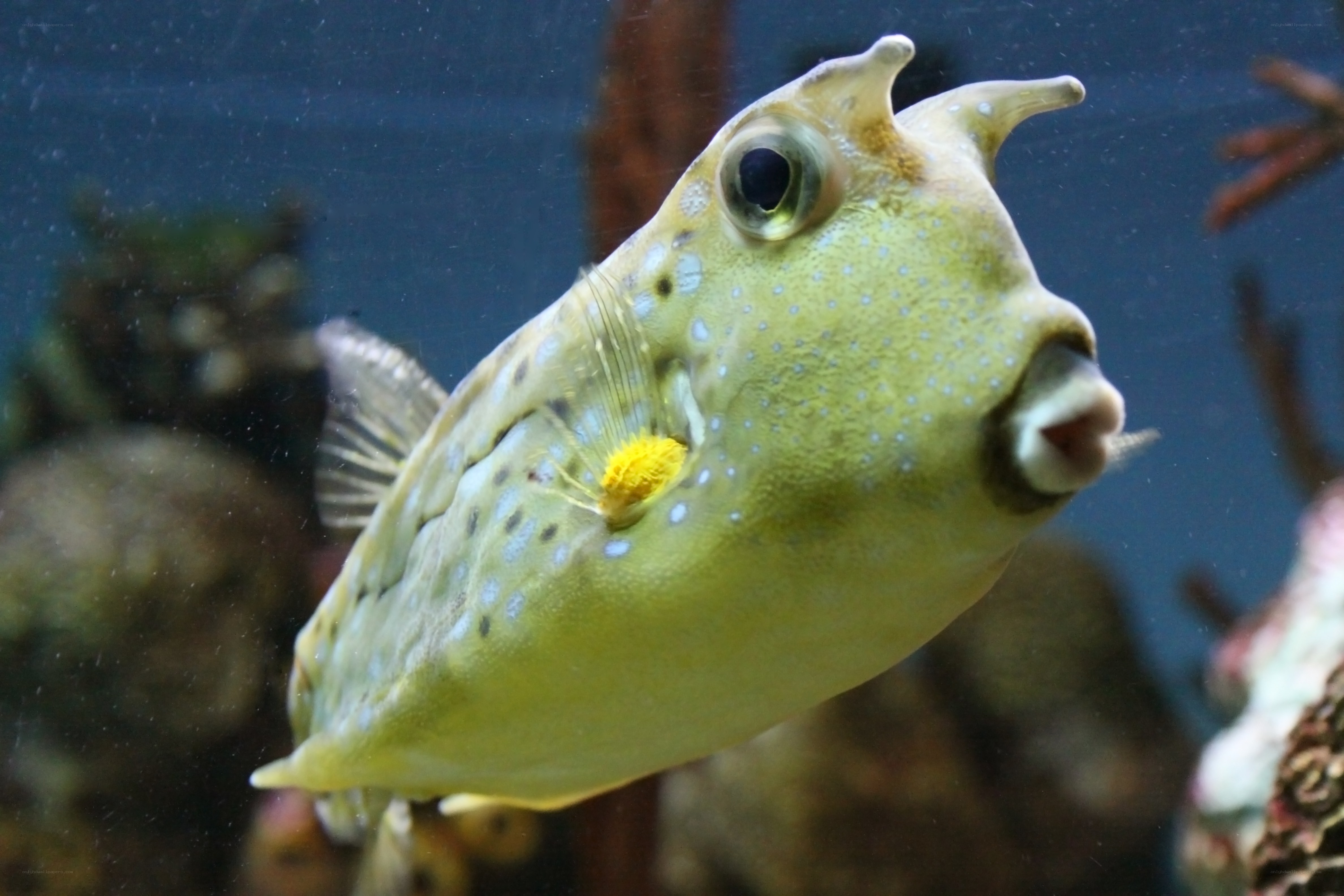 horned boxfish in aquarium