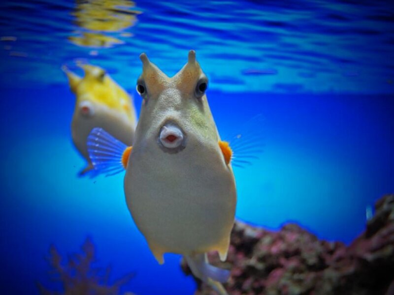 Horned Boxfish