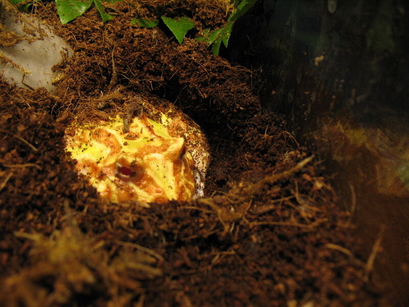 horned frog in substrate