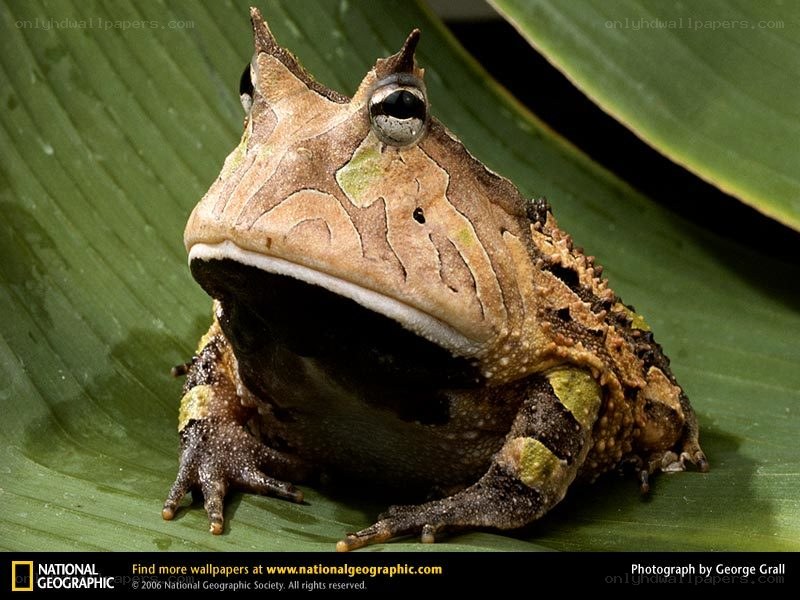 horned frog on a leaf