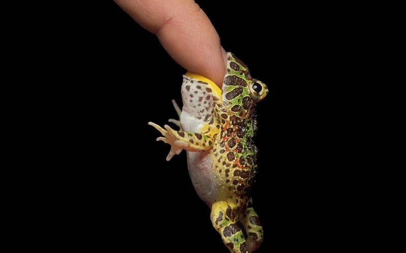 Horned Frog on Finger — Green