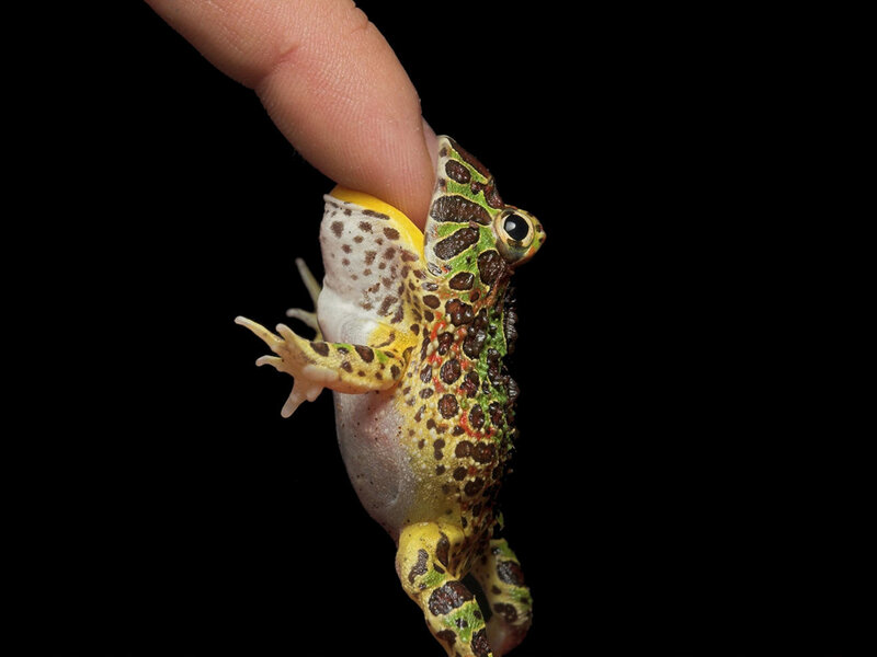 Horned Frog on Finger