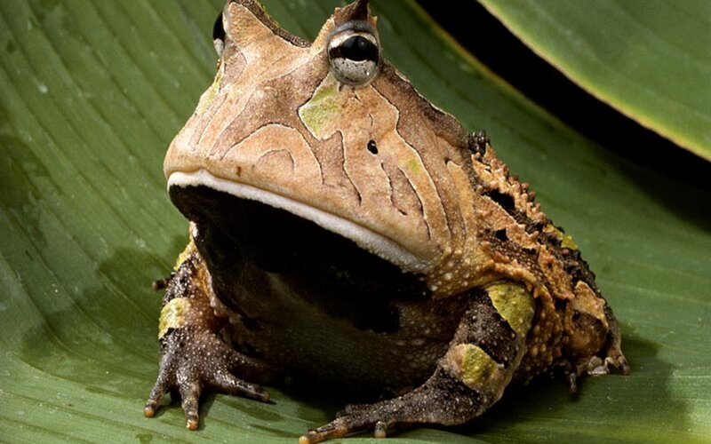 Horned Frog on Leaf