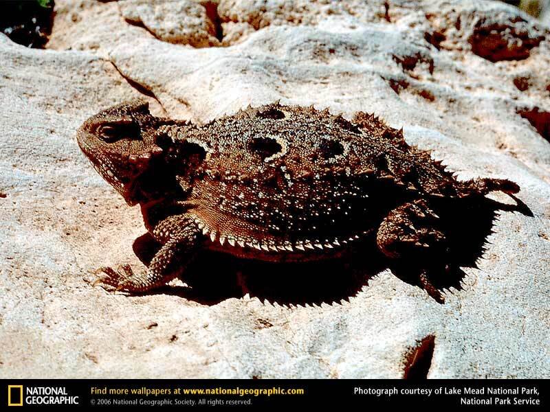 horned lizard on a rock