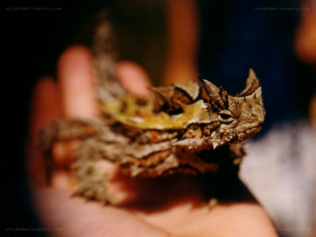 horned lizard on hand