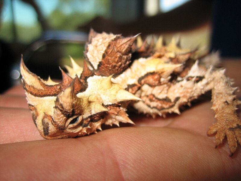 horned lizard on hand