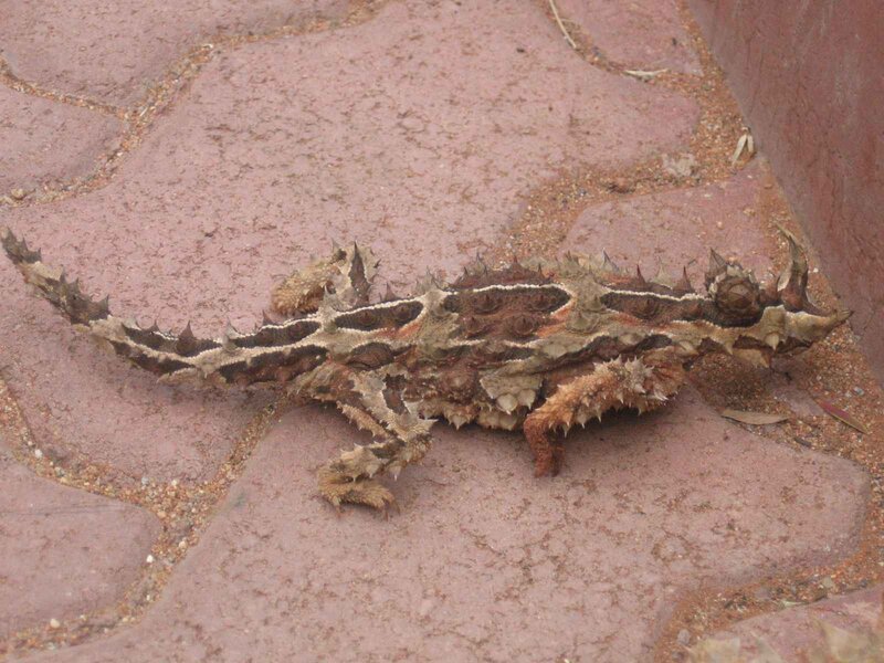 horned lizard on pavement