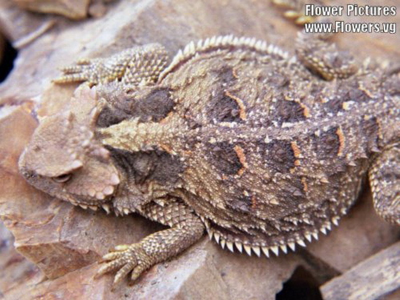 Horned Lizard on Rock