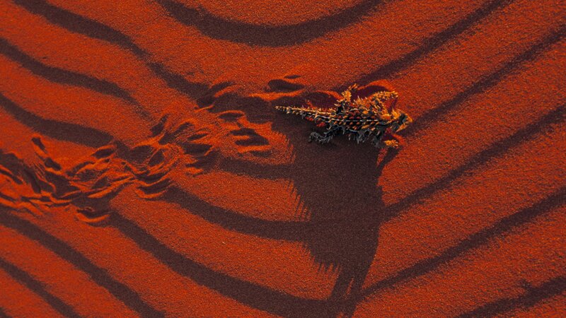 Horned Lizard on Sand — Red