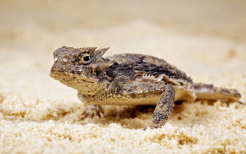 horned lizard on sand
