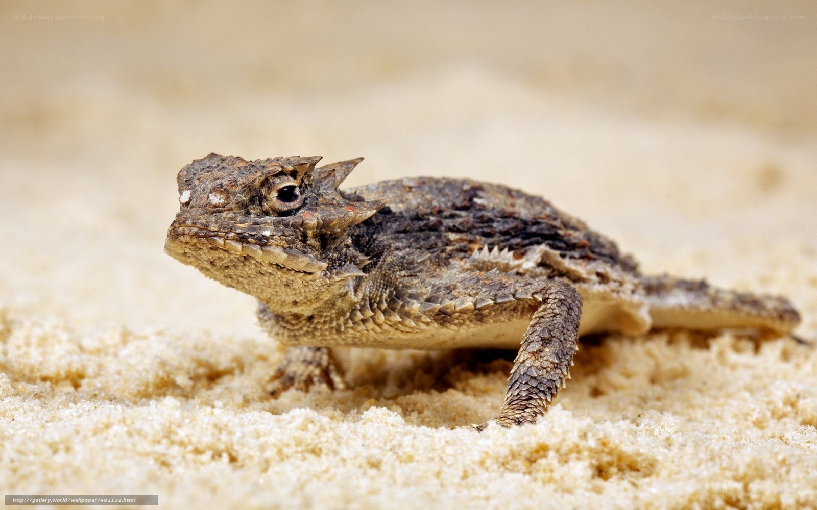 horned lizard on sandy ground