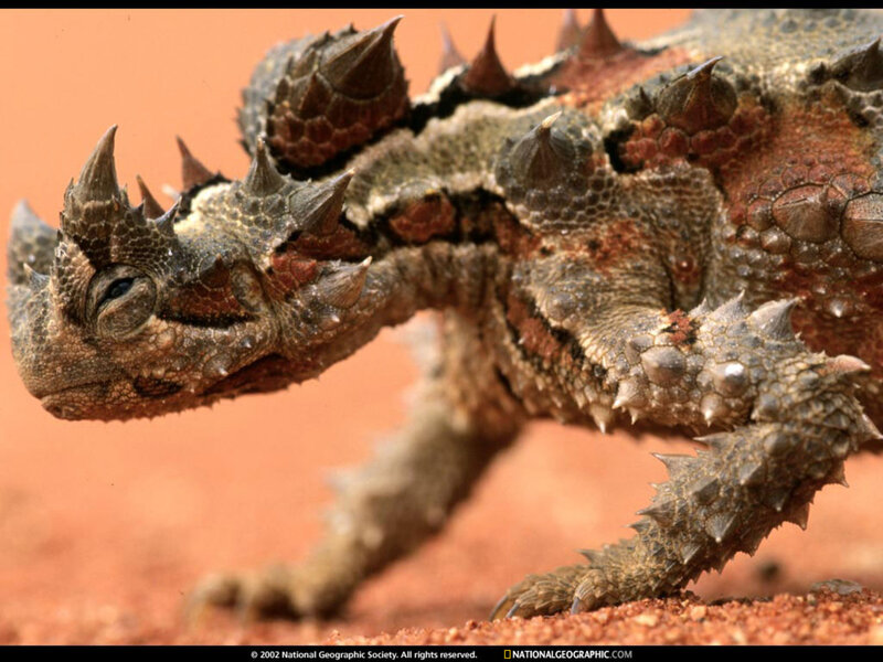 Horned Lizard