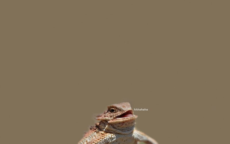 Horned Lizard with Open Mouth