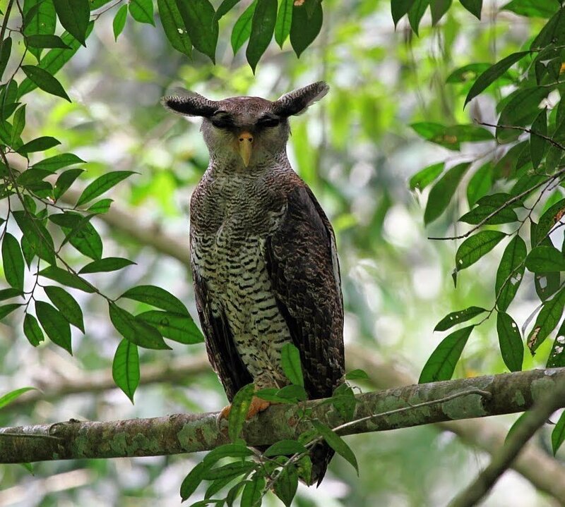 Horned Owl on Branch