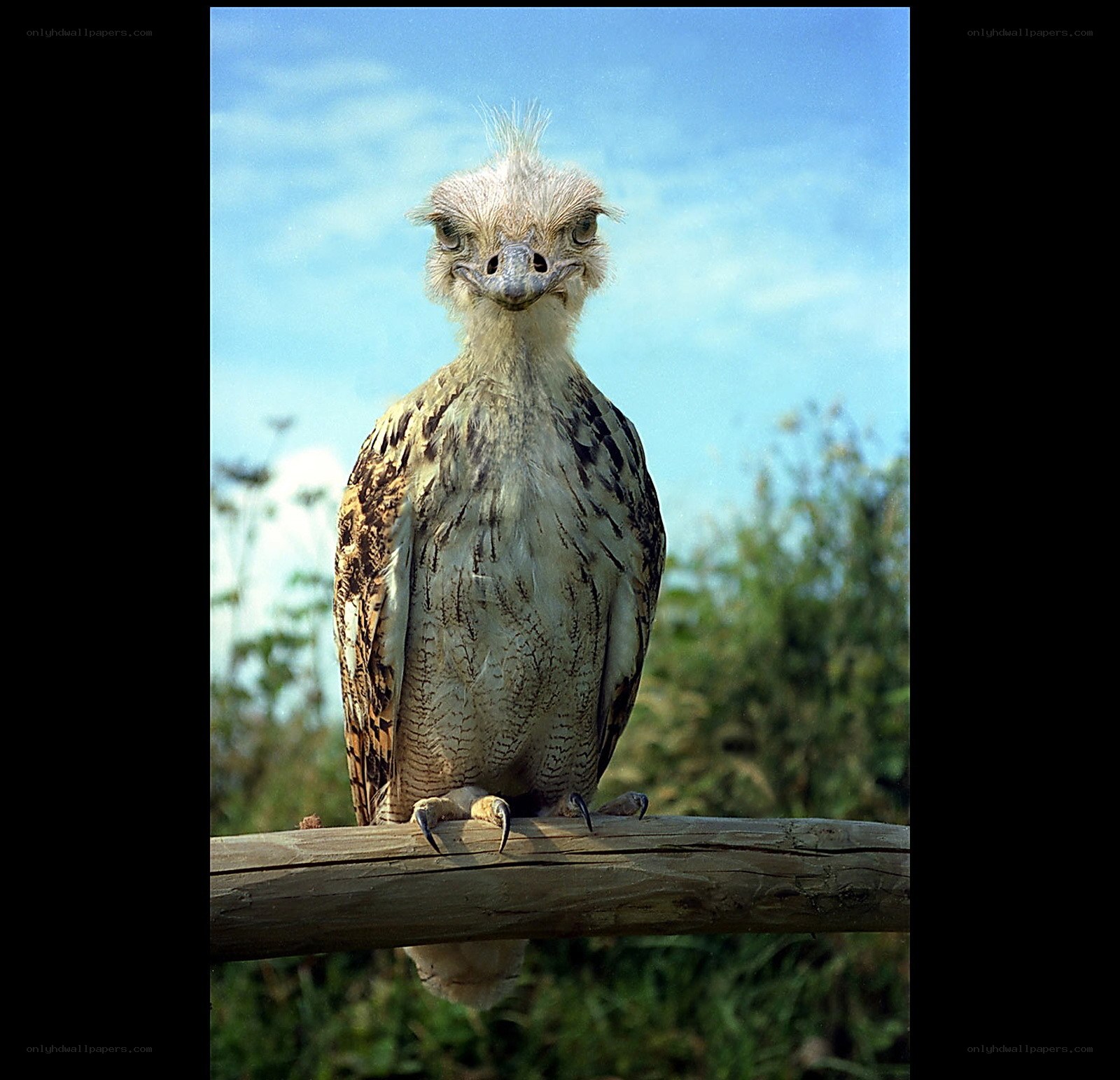Horned owl perched on a log