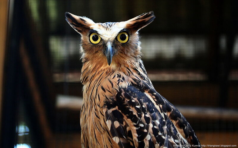 Horned Owl
