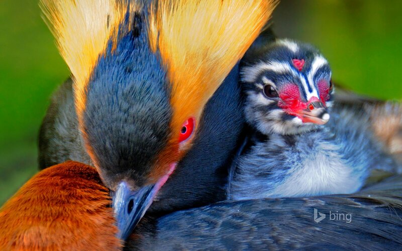 Horned Screamer Bird — Black