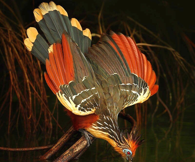 Horned screamer bird
