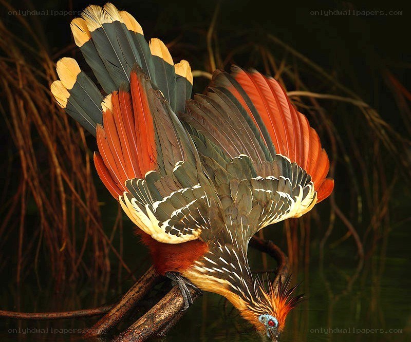 Horned screamer bird
