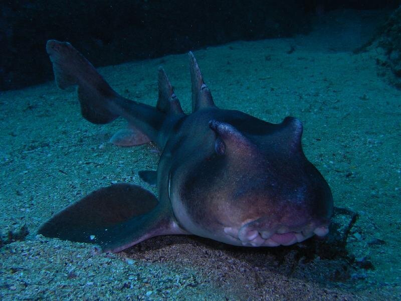 Horned Shark on Ocean Floor