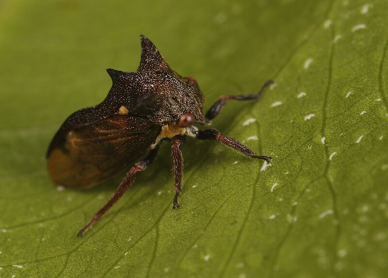 horned treehopper on leaf