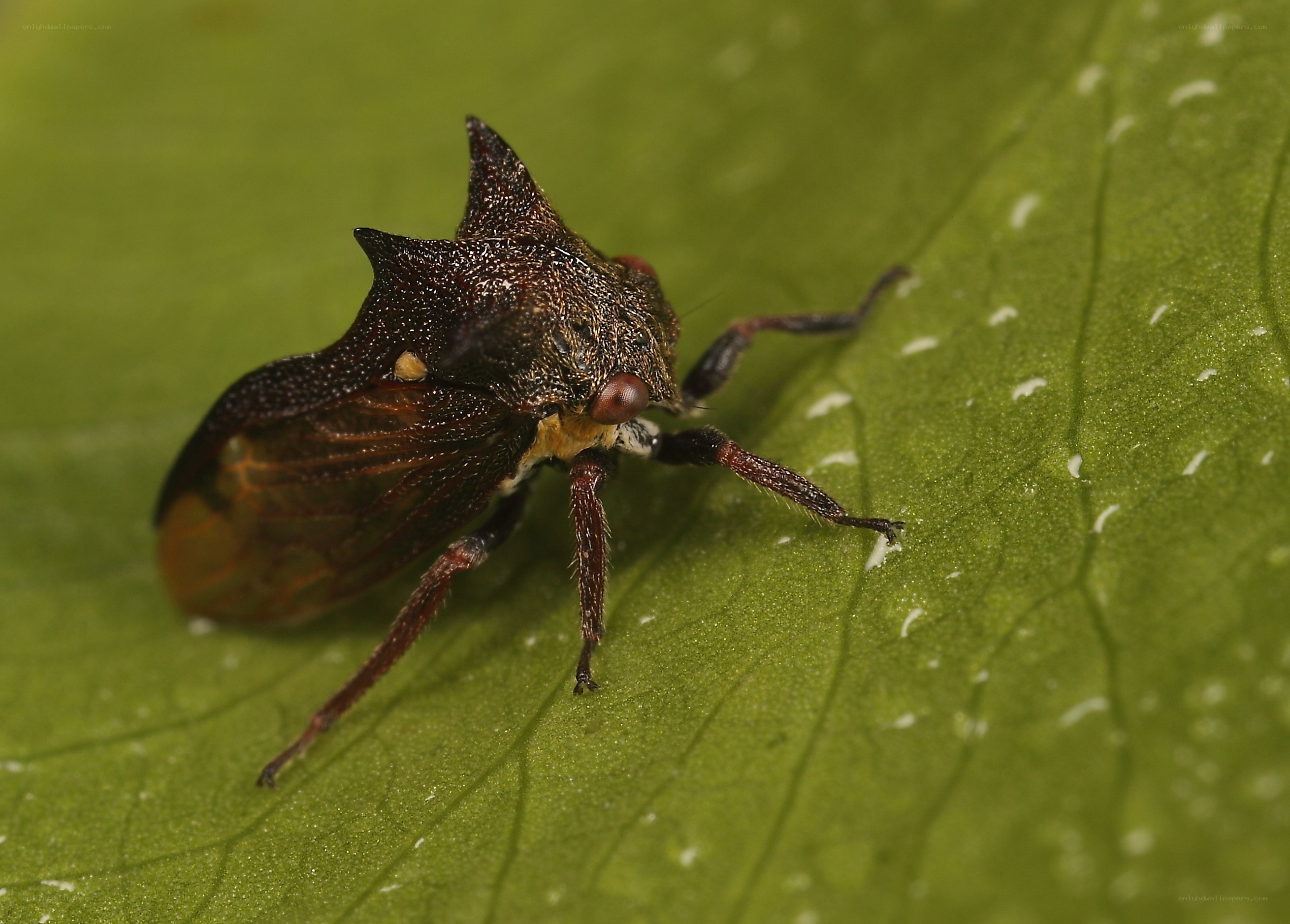 horned treehopper on leaf